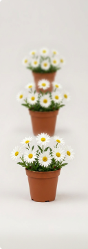 Plano Anual Flores